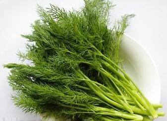 荨麻疹能吃茴香吗 茴香能生吃吗