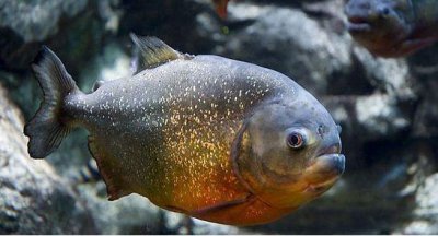 ​各种观赏鱼的打斗问题该如何化解？