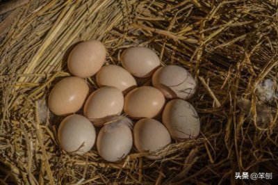 ​土鸡蛋和饲料蛋营养价值一样的说法，您信吗？我是不信