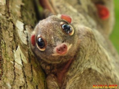 ​你们知不知道一种叫做“猫猴”的生物？