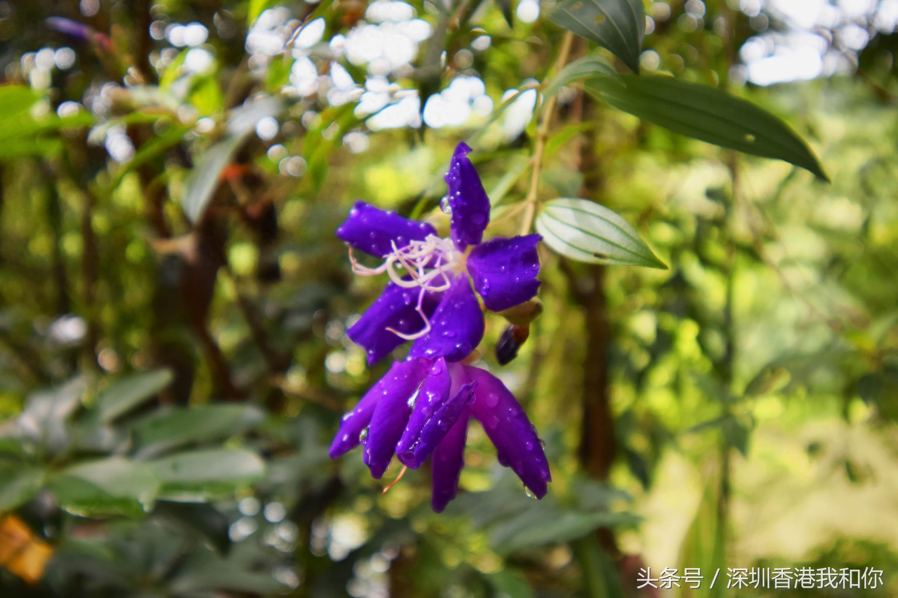 仙湖，神仙居住的地方，香火旺盛的弘法寺，你可曾窥见仙湖的真容