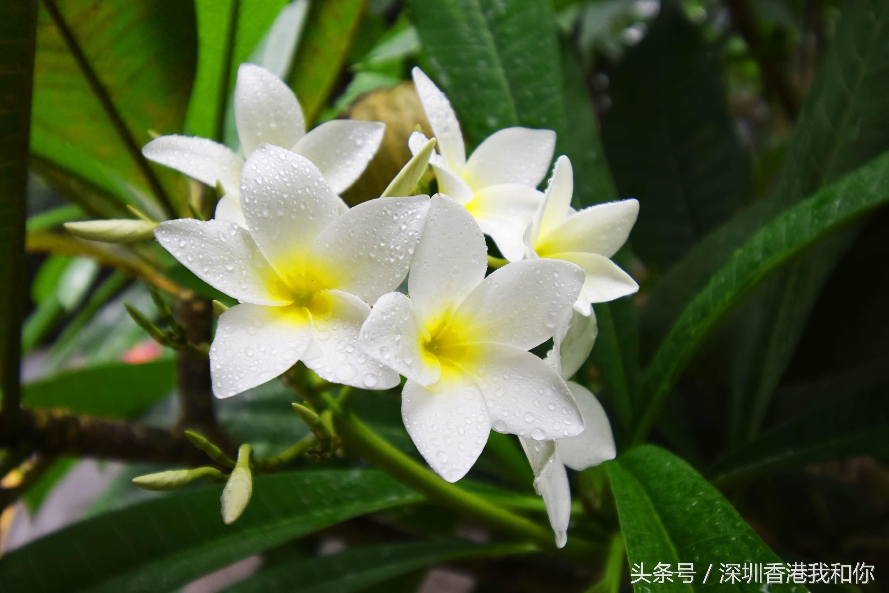仙湖，神仙居住的地方，香火旺盛的弘法寺，你可曾窥见仙湖的真容