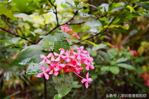 仙湖，神仙居住的地方，香火旺盛的弘法寺，你可曾窥见仙湖的真容