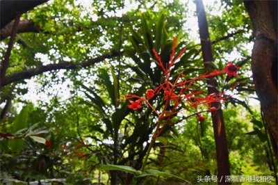 ​仙湖，神仙居住的地方，香火旺盛的弘法寺，你可曾窥见仙湖的真容