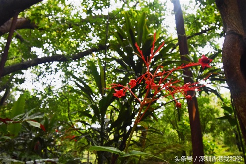 仙湖，神仙居住的地方，香火旺盛的弘法寺，你可曾窥见仙湖的真容