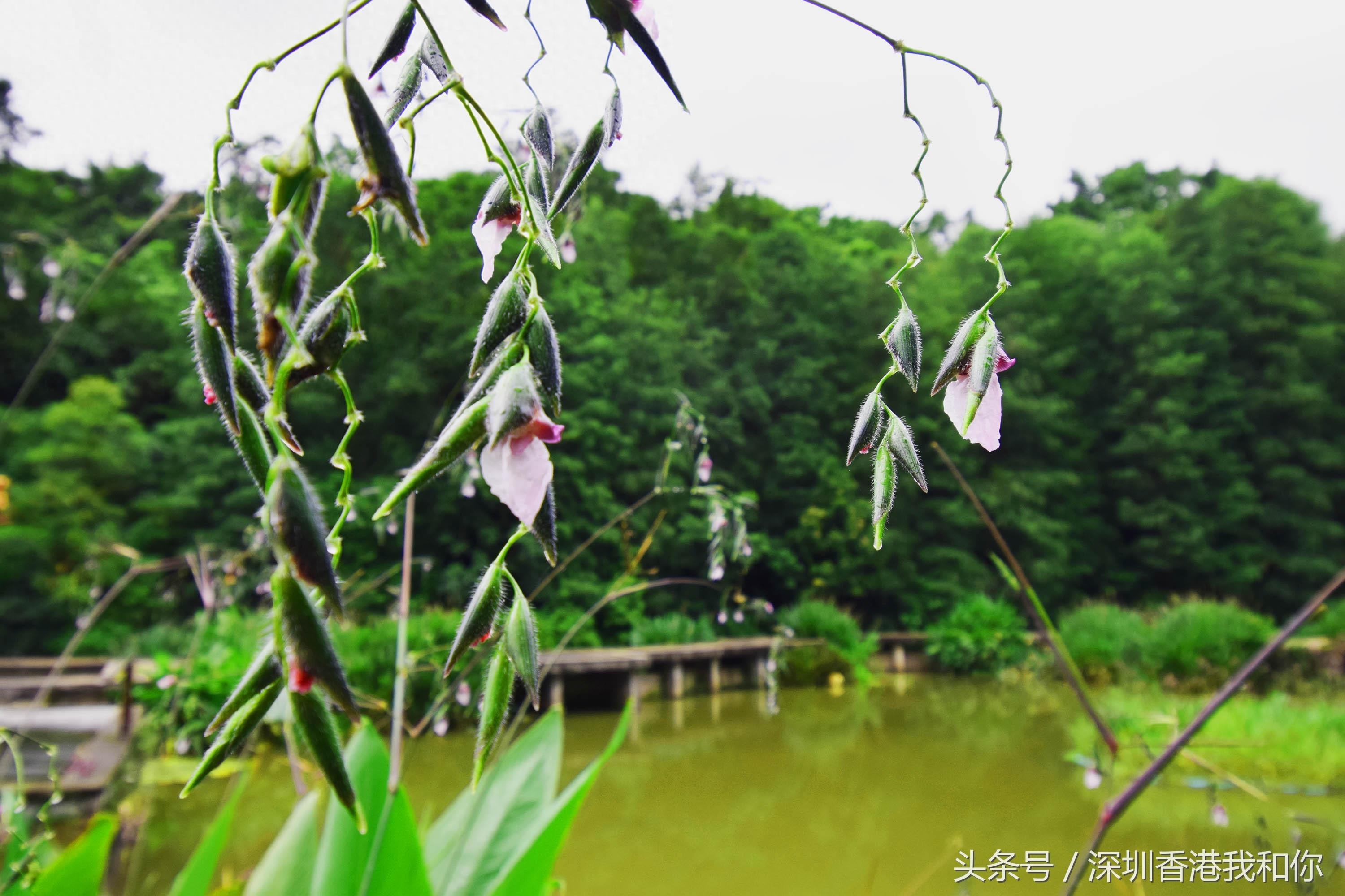 仙湖，神仙居住的地方，香火旺盛的弘法寺，你可曾窥见仙湖的真容