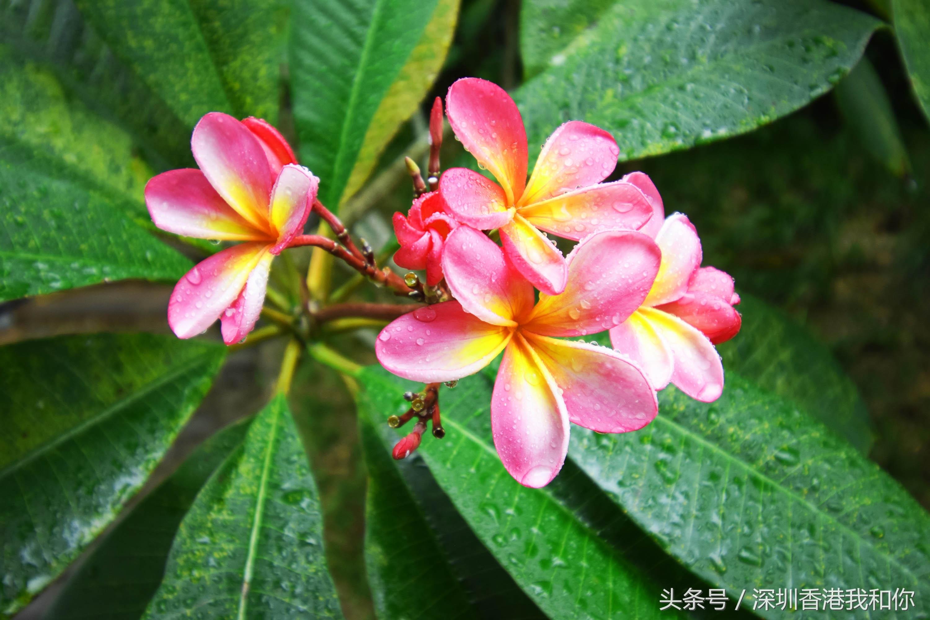 仙湖，神仙居住的地方，香火旺盛的弘法寺，你可曾窥见仙湖的真容