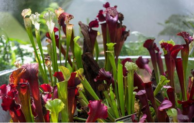 ​植物也“吃肉”，这十种植物你知道几种