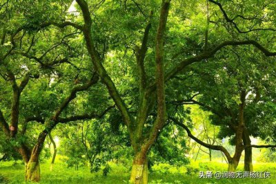 ​经典朗诵：令人感动的爱情诗歌，致橡树—舒婷（原创图片配乐）