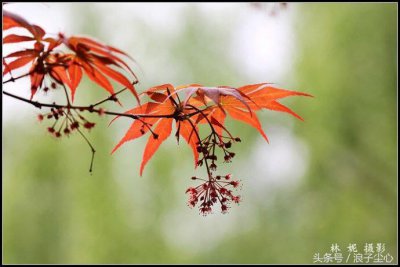 ​诗词五首：遥知不是雪，唯有暗香来
