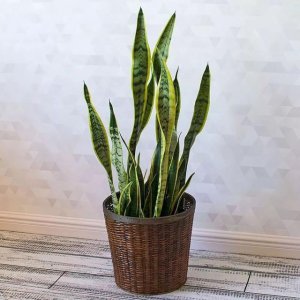 ​虎皮兰进行扦插繁殖时，记住这几个扦插的要点，繁殖成活率高