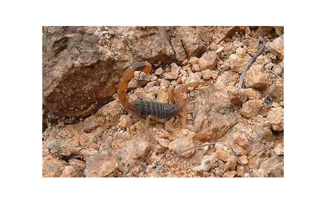 双子座跟什么座最配(双子座跟天蝎座配吗)