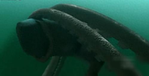 史诗级对战！当深海霸王乌贼遇上凶恶的抹香鲸！