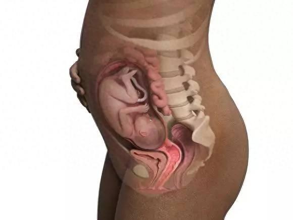 怀胎十月，想知道每个孕周的胎儿都长什么样？最全的图片都在这里