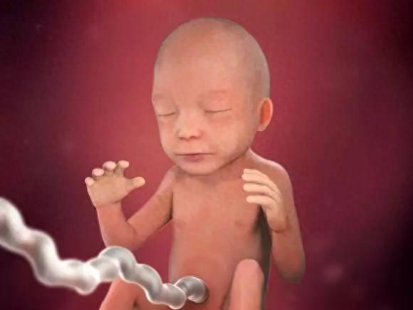 怀胎十月，想知道每个孕周的胎儿都长什么样？最全的图片都在这里