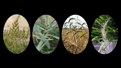 ​稻田大龄稗草适选药种除