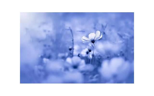 追巨蟹座女生四大禁忌(和巨蟹谈恋爱需要注意什么)