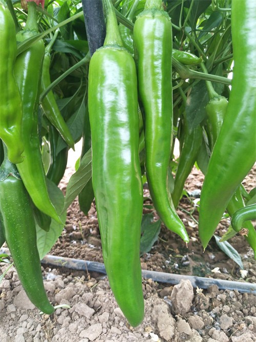 牛角椒辣不辣((牛角辣椒种子哪个品种好)