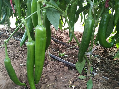 牛角椒辣不辣((牛角辣椒种子哪个品种好)