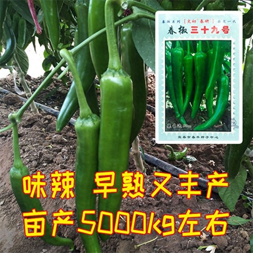 牛角椒辣不辣((牛角辣椒种子哪个品种好)