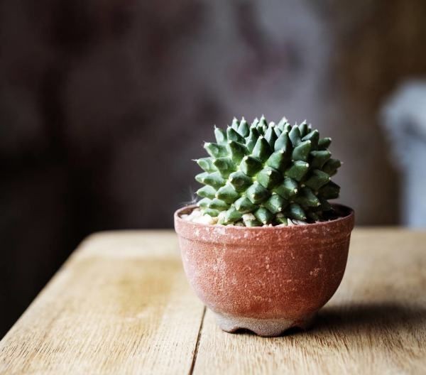 电脑前放仙人掌能防辐射,在电脑桌旁边放一盆仙人掌能防辐射吗图5