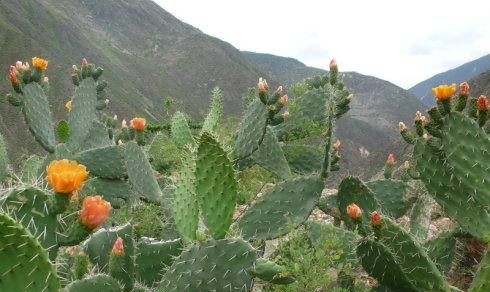 电脑前放仙人掌能防辐射,在电脑桌旁边放一盆仙人掌能防辐射吗图1