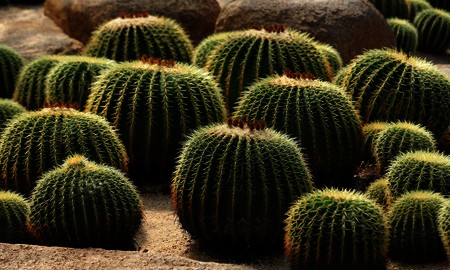 电脑前放仙人掌能防辐射,在电脑桌旁边放一盆仙人掌能防辐射吗图12