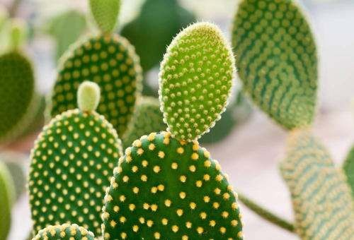 电脑前放仙人掌能防辐射,在电脑桌旁边放一盆仙人掌能防辐射吗图3