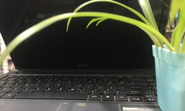 电脑前放仙人掌能防辐射,在电脑桌旁边放一盆仙人掌能防辐射吗图14