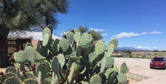 电脑前放仙人掌能防辐射,在电脑桌旁边放一盆仙人掌能防辐射吗图2