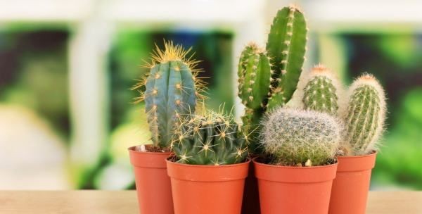 电脑前放仙人掌能防辐射,在电脑桌旁边放一盆仙人掌能防辐射吗图9