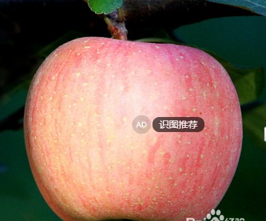 如何挑选苹果又甜又脆