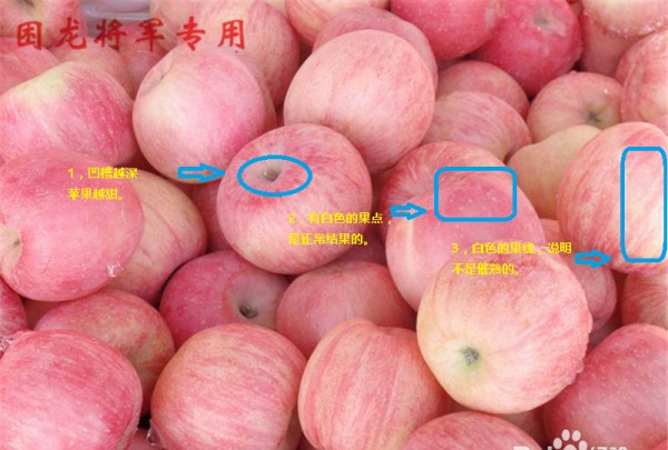 如何选择苹果,怎么才能买到正品苹果手机图5