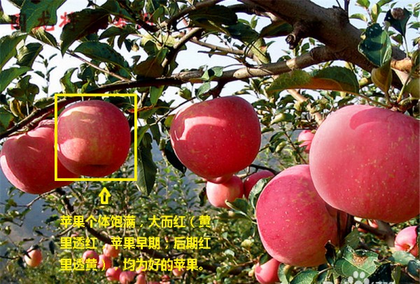 如何选择苹果,怎么才能买到正品苹果手机图10