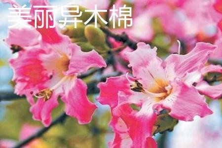 美丽异木棉
