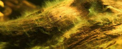 ​长霉的木头应该怎样处理