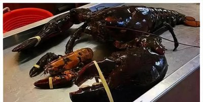 ​小龙虾的寿命有多长时间（活了130多年的龙虾见过吗）