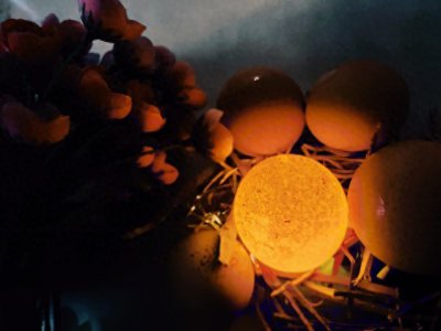 ​先有鸡还是先有蛋？我终于搞明白了