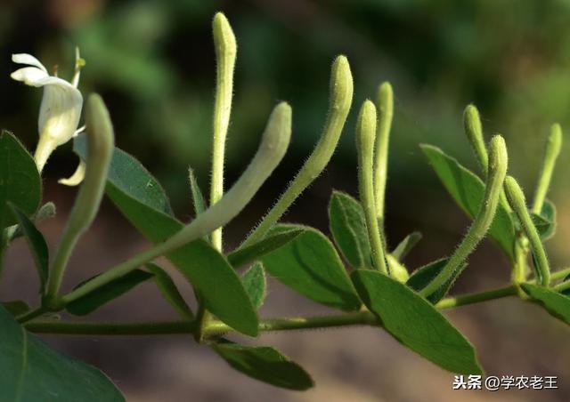 金银花种植方法及管理技术(金银花春季种植)(5)