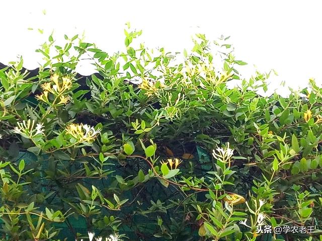 金银花种植方法及管理技术(金银花春季种植)(3)