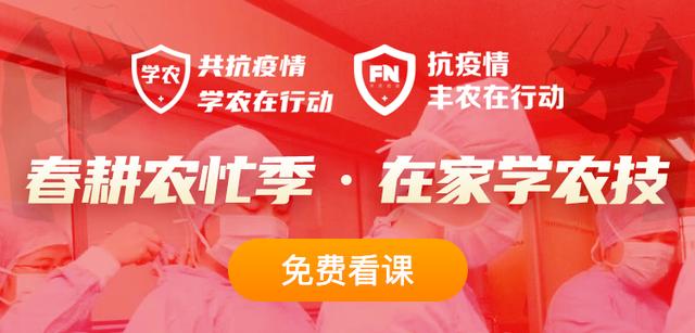 金银花种植方法及管理技术(金银花春季种植)(7)