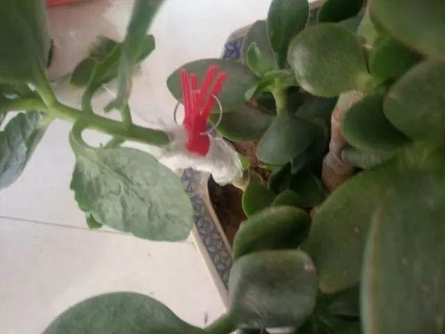 长寿花和玉树合体，开出5种颜色的花，太惊艳了！