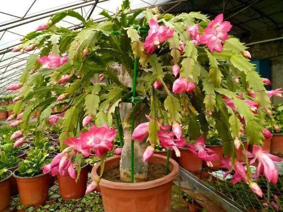 长寿花和玉树合体，开出5种颜色的花，太惊艳了！