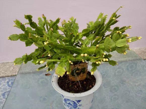 长寿花和玉树合体，开出5种颜色的花，太惊艳了！