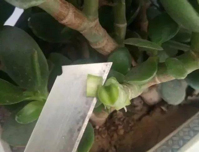 长寿花和玉树合体，开出5种颜色的花，太惊艳了！