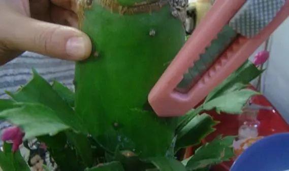 长寿花和玉树合体，开出5种颜色的花，太惊艳了！