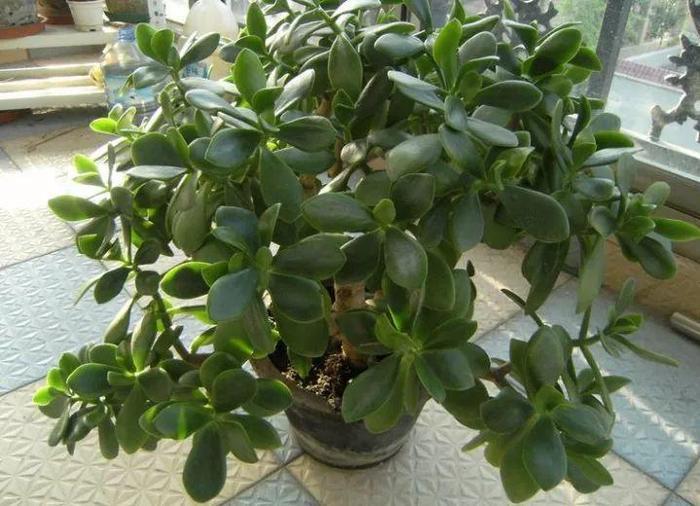 长寿花和玉树合体，开出5种颜色的花，太惊艳了！