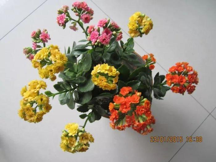 长寿花和玉树合体，开出5种颜色的花，太惊艳了！