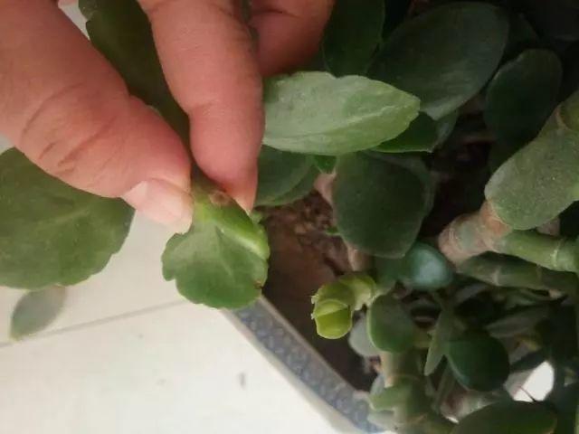 长寿花和玉树合体，开出5种颜色的花，太惊艳了！