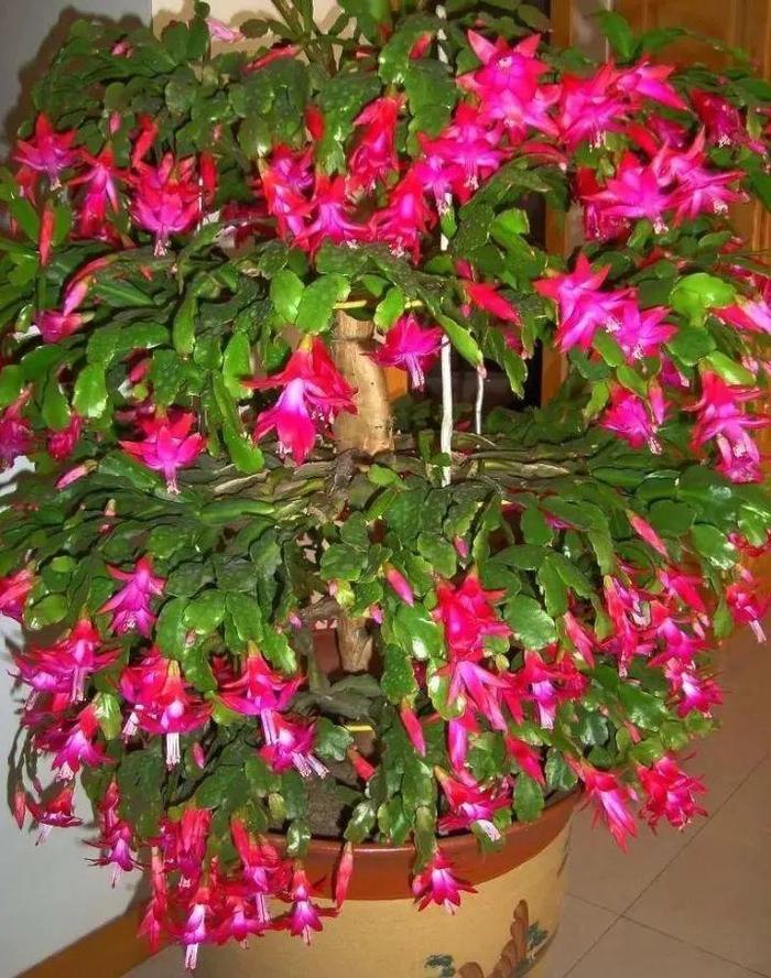 长寿花和玉树合体，开出5种颜色的花，太惊艳了！